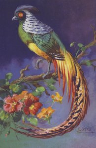 Tropical or Exotic Bird by European School